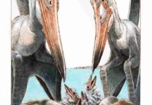 Flying reptiles had nurturing parental style Artwork by James Robins.