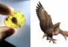 Fossils reveal how ancient birds molted their feathers Left: Feathers from a baby bird that lived 99 million years ago, preserved in amber. Photo by Shundong Bi. Right: Illustration of what a newly hatched Enantiornithine bird may have looked like.