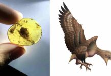 Fossils reveal how ancient birds molted their feathers Left: Feathers from a baby bird that lived 99 million years ago, preserved in amber. Photo by Shundong Bi. Right: Illustration of what a newly hatched Enantiornithine bird may have looked like.