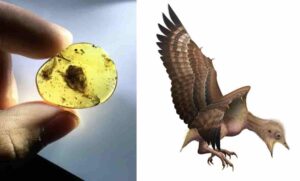 Left: Feathers from a baby bird that lived 99 million years ago, preserved in amber. Photo by Shundong Bi. Right: Illustration of what a newly hatched Enantiornithine bird may have looked like.