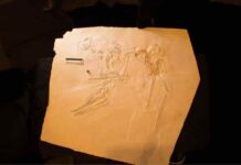 New fossil flying reptile ‘Elvis’ takes flight. A new 145-million-year-old pterosaur. Credit: René Lauer