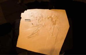 A new 145-million-year-old pterosaur. Credit: René Lauer 