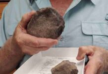 Newly discovered Jurassic fossils in Texas Steve May, a research associate at the Jackson School of Geosciences, holds a fossil from a plesiosaur, an extinct marine reptile. Credit: Jackson School of Geosciences/ The University of Texas at Austin.