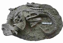 Unusual fossil shows rare evidence of a mammal attacking a dinosaur The fossil showing the entangled skeletons of the dinosaur (Psittacosaurus) and the mammal (Repenomamus). Scale bar equals 10 cm.