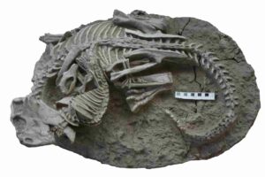 The fossil showing the entangled skeletons of the dinosaur (Psittacosaurus) and the mammal (Repenomamus). Scale bar equals 10 cm.