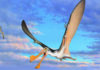 107-million-year-old pterosaur bones discovered in Australia A reconstruction of an Australian pterosaur