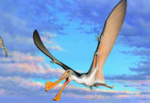 107-million-year-old pterosaur bones discovered in Australia A reconstruction of an Australian pterosaur