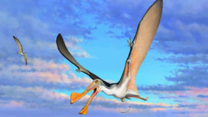 A reconstruction of an Australian pterosaur