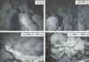 Hawai’i’s undersea volcano, Kama’ehu, erupted five times in past 150 years Undersea images of lava from Kama'ehu volcano, contrasting fresh-looking young lavas (top) versus older sediment-covered lavas (bottom). The two images on the bottom are courtesy of JAMSTEC.