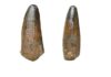 Multiple species of semi-aquatic dinosaur may have roamed pre-historic Britain Spinosaur tooth from the Wealden seen from two different angles.