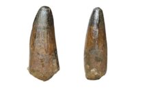 Multiple species of semi-aquatic dinosaur may have roamed pre-historic Britain Spinosaur tooth from the Wealden seen from two different angles.