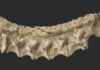 New archosaur species shows that precursor of dinosaurs and pterosaurs was armored The fossilized cervical vertebra and overlaying osteoderms of the new archosaur species Mambachiton fiandohana. © Nesbitt et al.