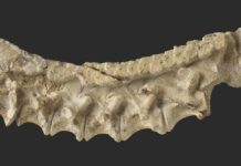 New archosaur species shows that precursor of dinosaurs and pterosaurs was armored The fossilized cervical vertebra and overlaying osteoderms of the new archosaur species Mambachiton fiandohana. © Nesbitt et al.