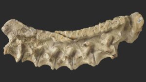 The fossilized cervical vertebra and overlaying osteoderms of the new archosaur species Mambachiton fiandohana.© Nesbitt et al.
