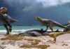Newly discovered Fossils of “primitive cousins of T rex” shed light on the end of the age of dinosaurs in Africa Fossils have been found of several types of abelisaur showing the diversity of dinosaurs in Morocco at the end of the Cretaceous period. (Credit: Andrey Atuchin)