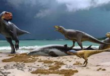 Newly discovered Fossils of “primitive cousins of T rex” shed light on the end of the age of dinosaurs in Africa Fossils have been found of several types of abelisaur showing the diversity of dinosaurs in Morocco at the end of the Cretaceous period. (Credit: Andrey Atuchin)