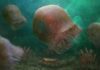 Burgessomedusa phasmiformis.: Oldest known species of swimming jellyfish identified Artistic reconstruction of Burgessomedusa by Christian McCall. © Christian McCall