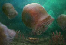 Burgessomedusa phasmiformis.: Oldest known species of swimming jellyfish identified Artistic reconstruction of Burgessomedusa by Christian McCall. © Christian McCall