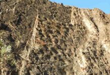 Scientists explore dinosaur ‘Coliseum’ in Denali National Park Close up image on one wall showing numerous depressions of hadrosaur footprints. The ice ax in the lower left of the frame is approximately 3 feet long, for scale. Photo by Patrick Druckenmiller