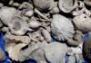 Auckland wastewater pipe dig reveals ‘fossil treasure trove’ Fossils of the world’s oldest known flax snails,© Bruce Hayward
