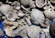 Auckland wastewater pipe dig reveals ‘fossil treasure trove’ Fossils of the world’s oldest known flax snails,© Bruce Hayward