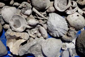 Fossils of the world’s oldest known flax snails,© Bruce Hayward