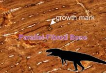 Crocks’ ancestors grew old sloooowly A gigantic, ancient crocodylomorph species that was recently discovered grew slower than other large reptiles of its day, such as dinosaurs.