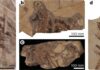 Dinosaur feathers reveal traces of ancient proteins Preservation of corneous β-proteins in Mesozoic feathers Photographs of fossil specimens used in this study.
