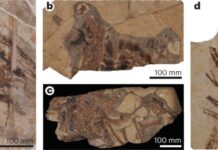 Dinosaur feathers reveal traces of ancient proteins Preservation of corneous β-proteins in Mesozoic feathers Photographs of fossil specimens used in this study.