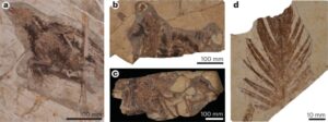 Preservation of corneous β-proteins in Mesozoic feathersPhotographs of fossil specimens used in this study.