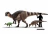 Europe’s very own dinosaurs – the enigmatic Late Cretaceous rhabdodontids Life reconstructions and size comparison of three rhabdodontids. From left to right: Mochlodon suessi from eastern Austria (the smallest member of the group), Rhabdodon priscus from southern France (the largest member of the group), and Transylvanosaurus platycephalus from western Romania (the most recently named member of the group). Also shown is the silhoutte of a human (1.8 m tall) for scale. Reconstruction by Peter Nickolaus