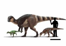 Europe’s very own dinosaurs – the enigmatic Late Cretaceous rhabdodontids Life reconstructions and size comparison of three rhabdodontids. From left to right: Mochlodon suessi from eastern Austria (the smallest member of the group), Rhabdodon priscus from southern France (the largest member of the group), and Transylvanosaurus platycephalus from western Romania (the most recently named member of the group). Also shown is the silhoutte of a human (1.8 m tall) for scale. Reconstruction by Peter Nickolaus