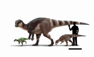 Life reconstructions and size comparison of three rhabdodontids. From left to right: Mochlodon suessi from eastern Austria (the smallest member of the group), Rhabdodon priscus from southern France (the largest member of the group), and Transylvanosaurus platycephalus from western Romania (the most recently named member of the group). Also shown is the silhoutte of a human (1.8 m tall) for scale. Reconstruction by Peter Nickolaus