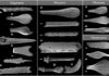 Fossil spines reveal deep sea’s past A range of sea urchin spines from different periods of the Earth's history illustrating the diversity of shapes. Photo: 2023 Wiese et al.