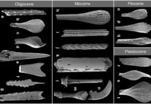 Fossil spines reveal deep sea’s past A range of sea urchin spines from different periods of the Earth's history illustrating the diversity of shapes. Photo: 2023 Wiese et al.