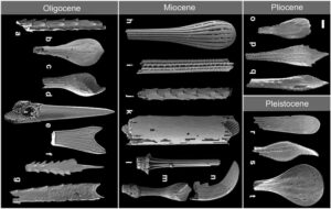A range of sea urchin spines from different periods of the Earth's history illustrating the diversity of shapes.Photo: 2023 Wiese et al.