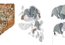 Prehistoric fish fills 100 million year gap in evolution of the skull A 3D Visualisation of Eriptychius americanus.