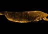 Three-eyed distant relative of insects and crustaceans reveals amazing detail of early animal evolution Three-eyed distant relative of insects. Courtesy of Professor Yu Liu, Yunnan University
