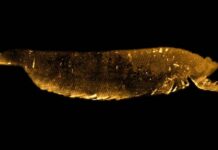 Three-eyed distant relative of insects and crustaceans reveals amazing detail of early animal evolution Three-eyed distant relative of insects. Courtesy of Professor Yu Liu, Yunnan University