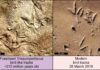 Exploring bird-like footprints left by unknown animals in Late Triassic Southern Africa Fossilized Trisauropodiscus tracks and modern bird tracks. Credit: Abrahams et al., CC-BY 4.0 (creativecommons.org/licenses/by/4.0/)