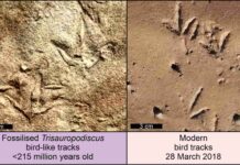 Exploring bird-like footprints left by unknown animals in Late Triassic Southern Africa Fossilized Trisauropodiscus tracks and modern bird tracks. Credit: Abrahams et al., CC-BY 4.0 (creativecommons.org/licenses/by/4.0/)