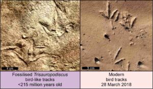 Fossilized Trisauropodiscus tracks and modern bird tracks. Credit: Abrahams et al., CC-BY 4.0 (creativecommons.org/licenses/by/4.0/)