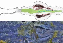 ‘Giant’ predator worms more than half a billion years old discovered in North Greenland Fossil of Timorebestia koprii—the largest known specimen, almost 30 cm or 12 inches long. Image Credit: Dr Jakob Vinther