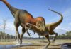 ‘Juvenile T. rex’ fossils are a distinct species of small tyrannosaur For decades, paleontologists have debated whether Nanotyrannus is a separate species or simply a juvenile T. rex. (Credit Raul Martin)