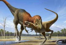 ‘Juvenile T. rex’ fossils are a distinct species of small tyrannosaur For decades, paleontologists have debated whether Nanotyrannus is a separate species or simply a juvenile T. rex. (Credit Raul Martin)