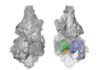 New research sheds light on an old fossil solving an evolutionary mystery Three-dimensional model of the only known picrodontid skull in top (left) and bottom (right) views. CT scan technology revealed previously unknown bones of the skull (colored on the right) that helped demonstrate that picrodontids are not primates as previously believed. Three-dimensional model of the only known picrodontid skull in top (left) and bottom (right) views. CT scan technology revealed previously unknown bones of the skull (colored on the right) that helped demonstrate that picrodontids are not primates as previously believed.