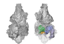 New research sheds light on an old fossil solving an evolutionary mystery Three-dimensional model of the only known picrodontid skull in top (left) and bottom (right) views. CT scan technology revealed previously unknown bones of the skull (colored on the right) that helped demonstrate that picrodontids are not primates as previously believed. Three-dimensional model of the only known picrodontid skull in top (left) and bottom (right) views. CT scan technology revealed previously unknown bones of the skull (colored on the right) that helped demonstrate that picrodontids are not primates as previously believed.
