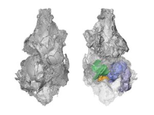 Three-dimensional model of the only known picrodontid skull in top (left) and bottom (right) views. CT scan technology revealed previously unknown bones of the skull (colored on the right) that helped demonstrate that picrodontids are not primates as previously believed. Three-dimensional model of the only known picrodontid skull in top (left) and bottom (right) views. CT scan technology revealed previously unknown bones of the skull (colored on the right) that helped demonstrate that picrodontids are not primates as previously believed.  