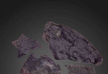 Oldest known fossilized skin is 21 million years older than previous examples Fossilized skin. Credit: Current Biology/Mooney et al.