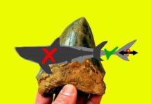The megalodon was less mega than previously believed Study sheds new light on the body form of the Megalodon, and its role in shaping ancient marine life. (DePaul University/Kenshu Shimada)